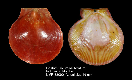 Dentamussium obliteratum.jpg - Dentamussium obliteratum(Linnaeus,1758)